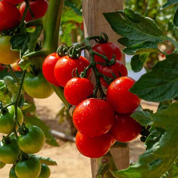 Potagères - Tomate Harmony HF1 - Graines d'Exception - face recto
